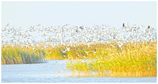 进入秋季，黄河三角洲迎来大批候鸟迁徙，再现万鸟翔集的生态美景。（□记者李明通讯员刘月良报道）