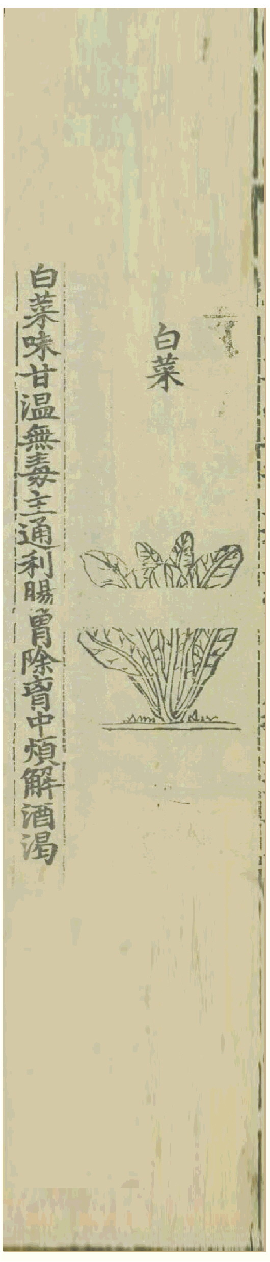 蒙古族饮膳太医忽思慧《饮膳正要》对白菜的记载