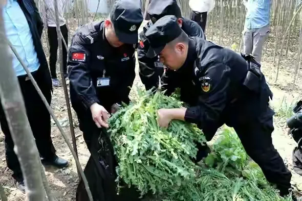 有村民在家门口的菜园非法种植罂粟,他狡辩说不懂,不知道种植是违法的