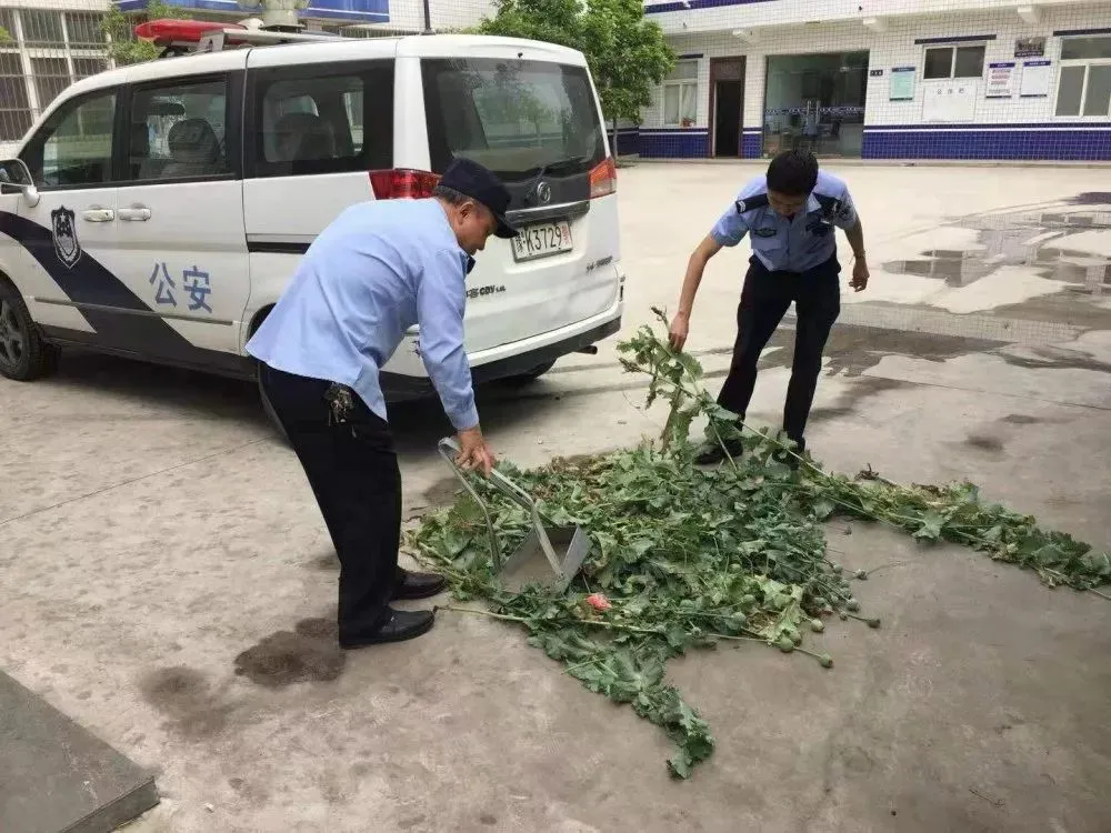 民警现场铲除罂粟