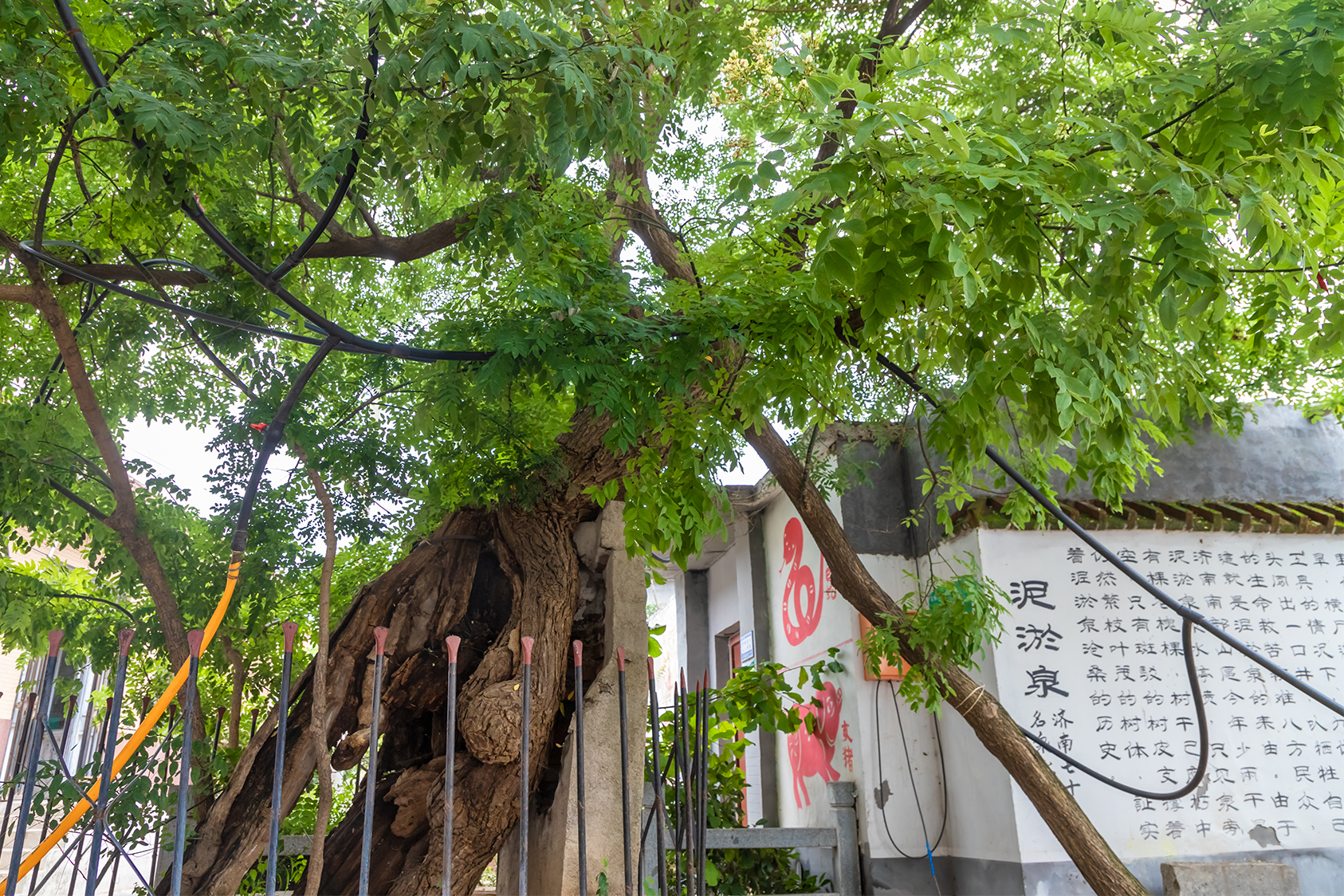 山东好景观槐赏泉听故事沉醉南山泥淤泉