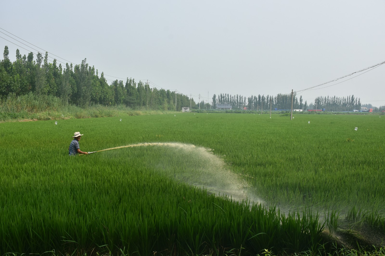水稻灌浆期图片