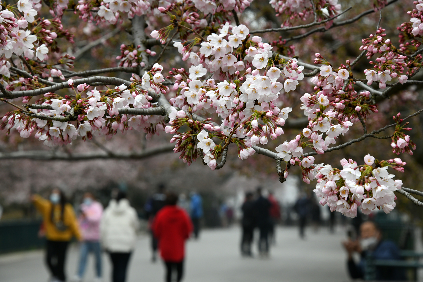 青岛中山公园樱花图片