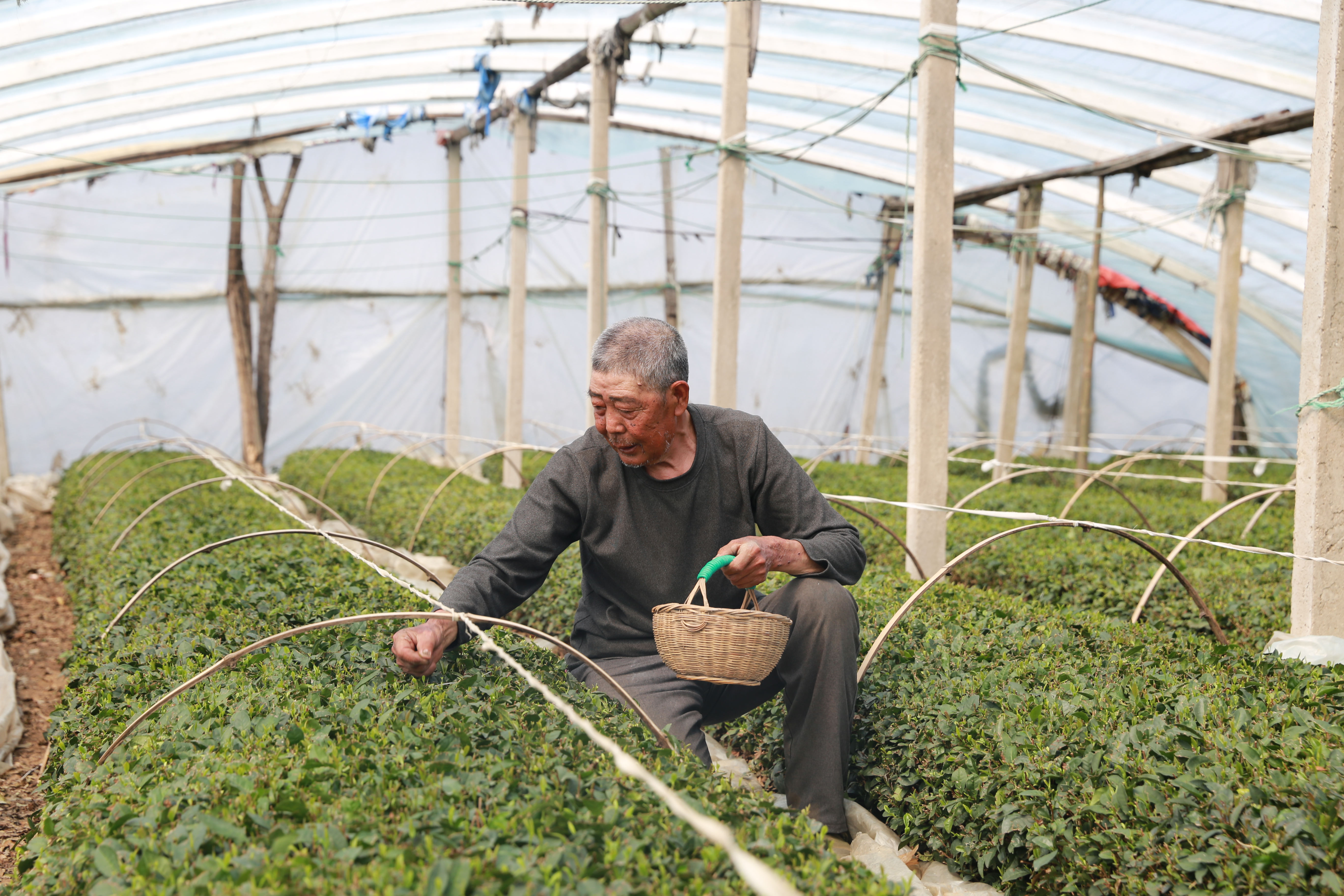 一片叶子富了一方百姓日照绿茶棚茶进入采摘期