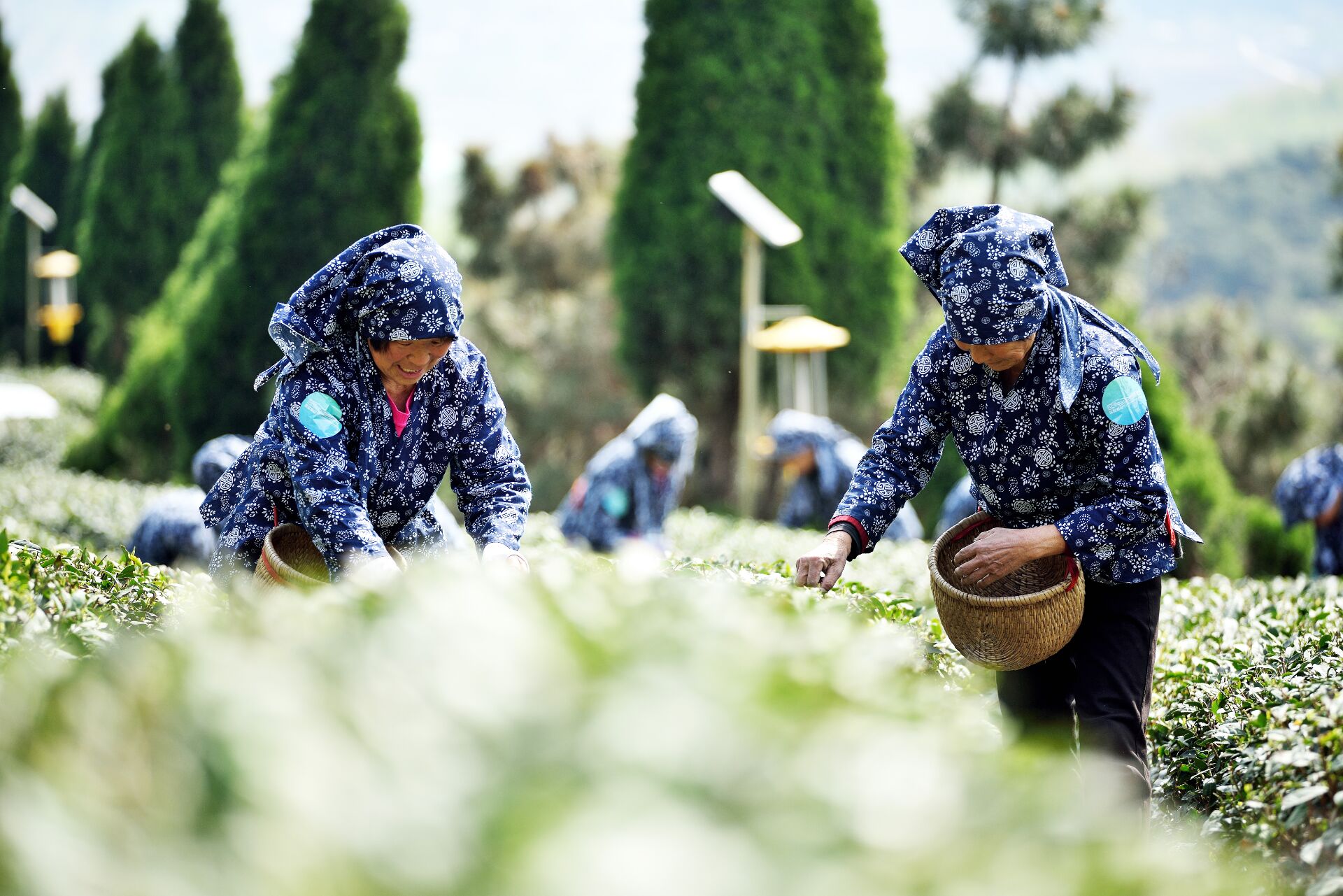 组图春茶来了岚山区16万亩日照绿茶进入采摘季