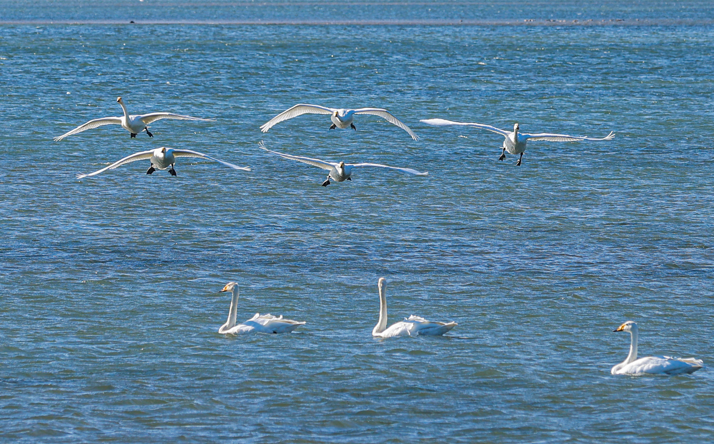 连日来,在荣成大天鹅国家级自然保护区的天鹅湖区域,成群的大天鹅在