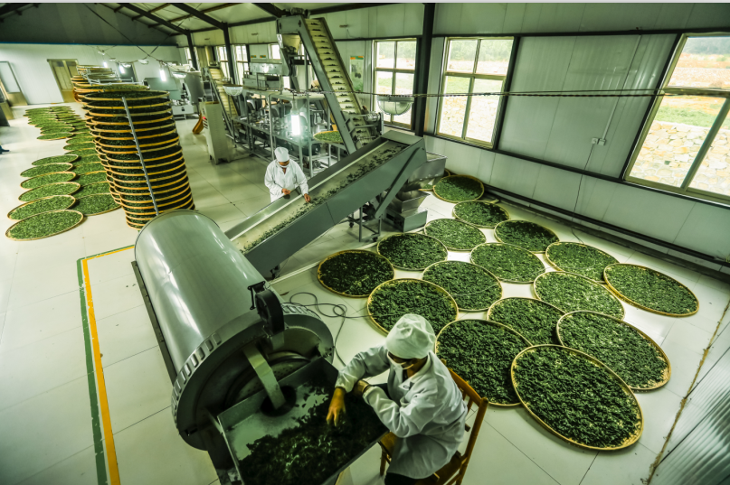 茶叶加工厂 厂房图片